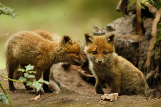 Two baby foxes, one sniffing the other and the other looking at the camera