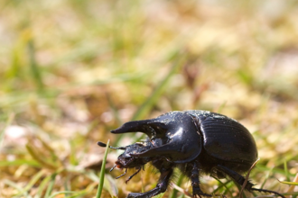 A minotaur beetle in grass