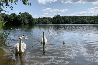 Swans in the water at Allestree