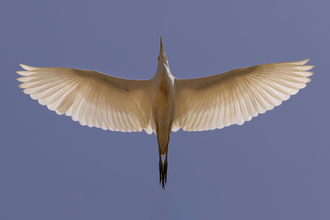 A photograph of an egret flying - taken from below