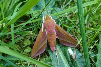 A moth perched in some grass