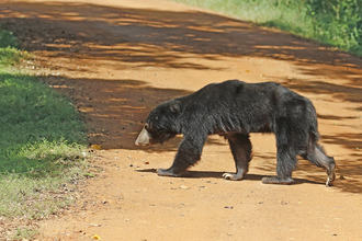 Sloth bear