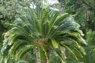 Tree Fern