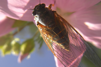  The New Forest cicada