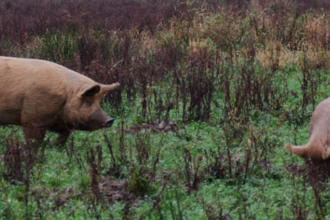 three tamworth pigs grazing in scrub