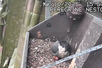 peregrine egg laid 2025