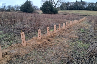 a photo of cardboard tree guards in place