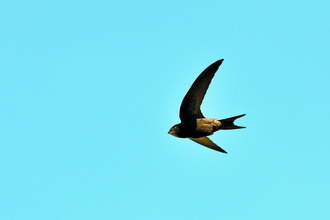 swift flying in the sky