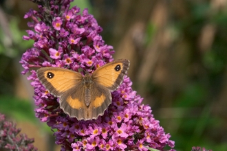 A Gatekeeper butterfly on a buddleia plant