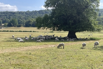 sheep sheltering in the shade under a tree in a field
