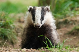 South Korea badger farming linked to illegal wildlife trade and disease  concerns