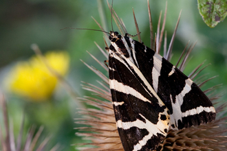 jersey tiger moth