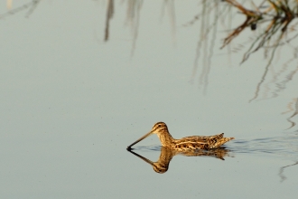 Snipe by Nick Upton/2020VISION/naturepl.com