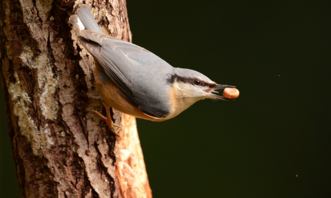 Nuthatch, Andrew Bradshaw 