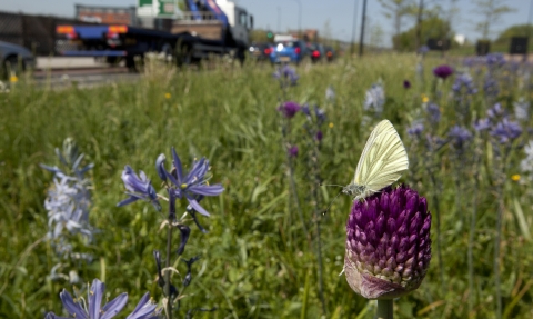 Flowers on roadside, Paul Hobson