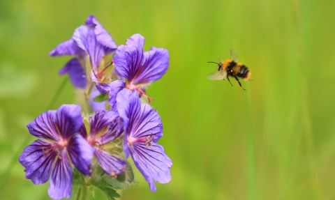 Early bumblebee, Jon Hawkins, Surrey Hills Photography