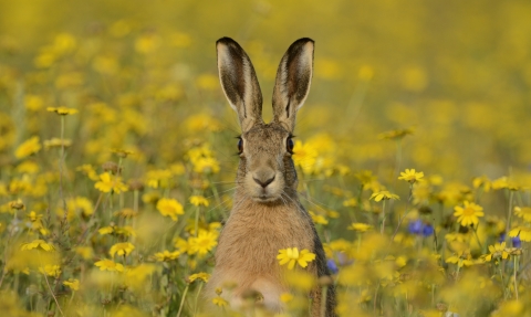 Brown hare, David Tipling / 2020 Vision