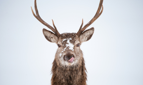 Stag snow winter deer