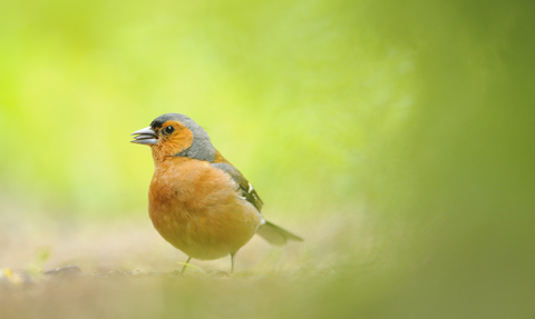 Chaffinch