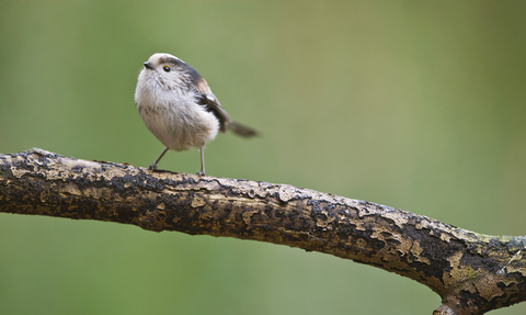 Long-tailed tit