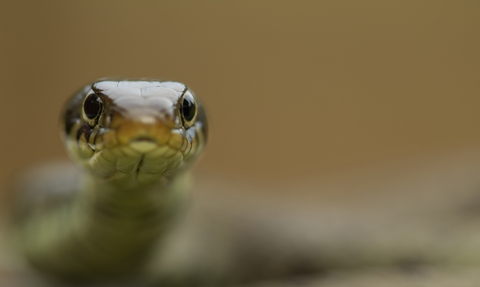 Grass Snake