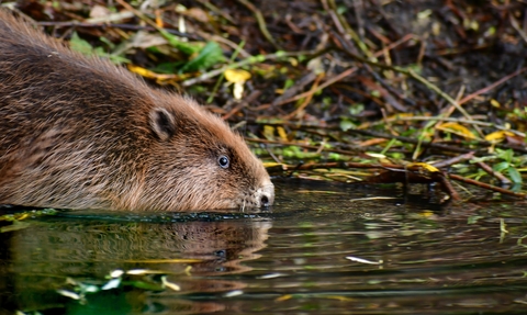 Beaver at Willington Wetlands