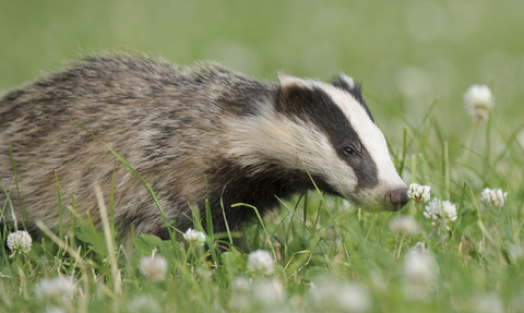 South Korea badger farming linked to illegal wildlife trade and