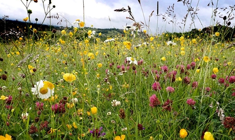 A field of wildflowers