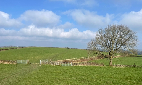 the view of green fields and dry stone walls with a bare tree at common farm