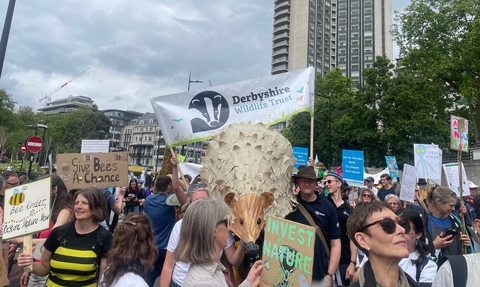 the restore nature now march in London with the Derbyshire Wildlife Trust banner over a giant hedgehog