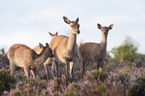 Sika deer | Derbyshire Wildlife Trust