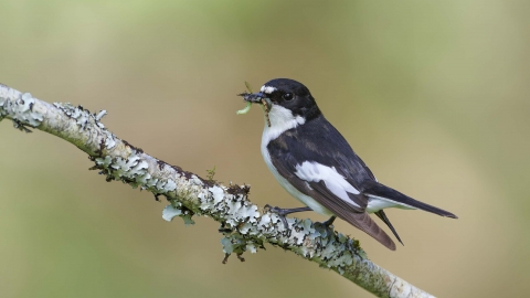 Pied flycatcher male