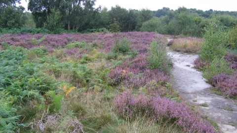 Carvers Rocks, Derbyshire Wildlife Trust