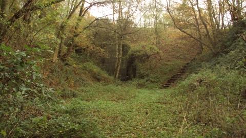 Duckmanton Railway Cutting, Derbyshire Wildlife Trust 