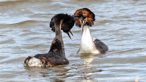 Great crested grebe, Hilton Pete via Flickr