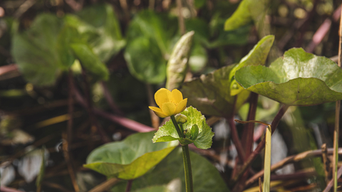 Derwent meadows pond plants