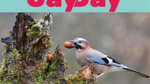 Photo of a Jay bird sat on a tree trunk with a nut in its beak