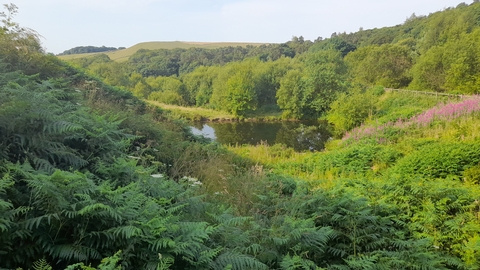 a view of a valley with trees and bracken and a pond at the bottom