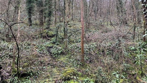 View up into Slinter woods 