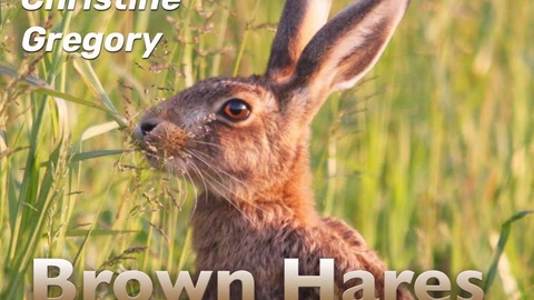 An image of a brown hare