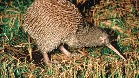 Kiwi Bird