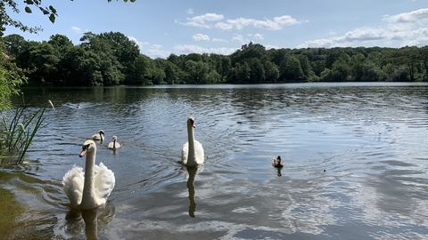 Swans in the water at Allestree