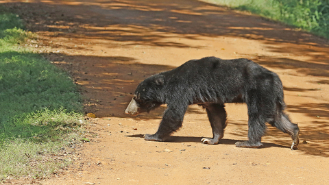 Sloth bear