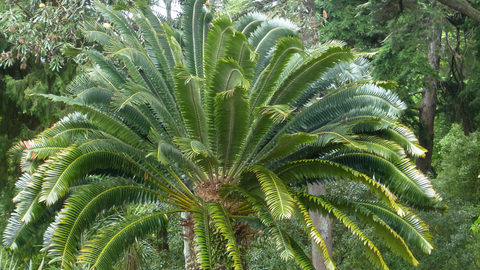 Tree Fern