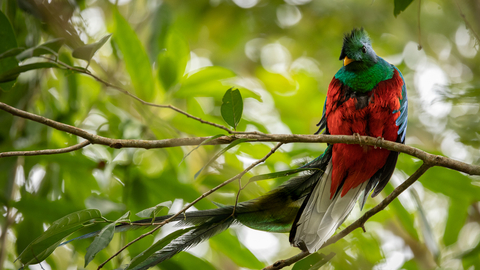 Costa Rica