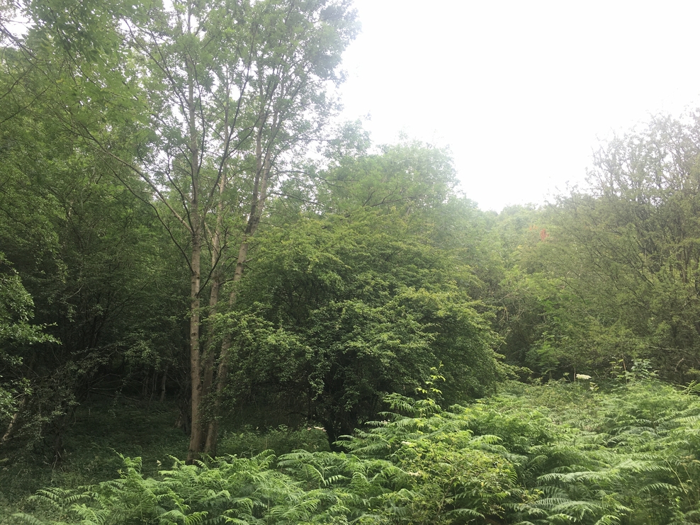 Thornhill Carrs Reserve - rewilding at its best! | Derbyshire Wildlife ...