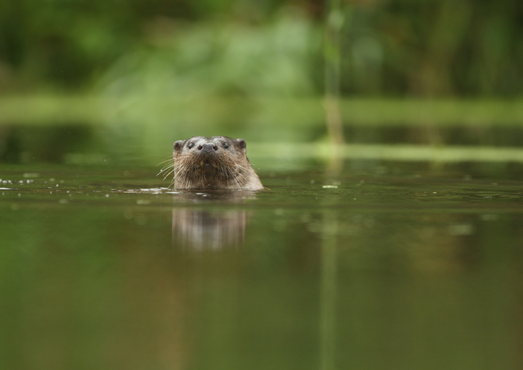 Otter's Story | Derbyshire Wildlife Trust