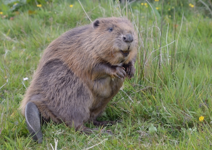 All about beavers | Derbyshire Wildlife Trust