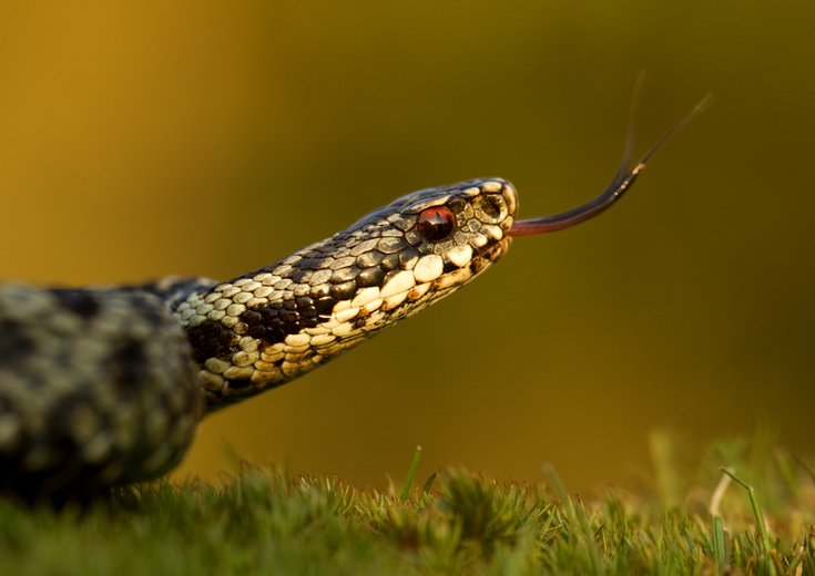 Identify UK Snakes | Derbyshire Wildlife Trust