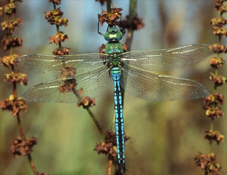 Emperor Dragonfly, Tony Pioli